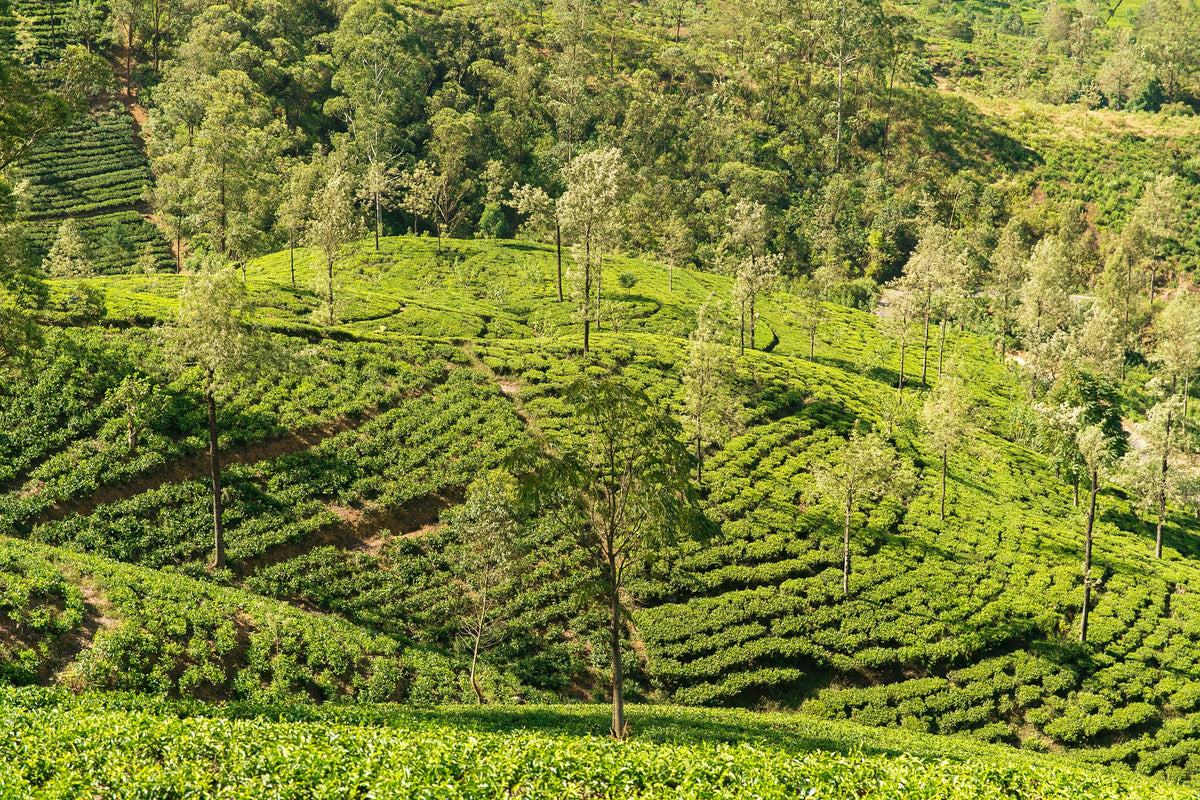 Ella by Train Private Tour (2 Days)