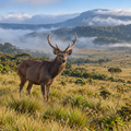 Classic Sri Lanka Round Trip Private Tour (7, 10 or 14 Days)